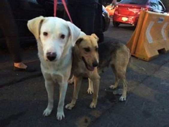 W 1c901ff6 e3d8 4de2 9ad4 804adbf2f19b