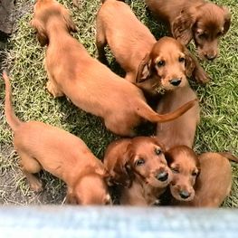 D c1529f0b 4a5e 4d65 b655 dc46abd50692