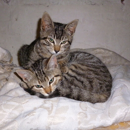 D 73df347e 4610 40bb b95f 77e31ad233ea