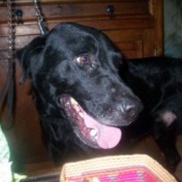 D 6ae0aa09 87a1 4b20 9c73 2a540ff56ce6