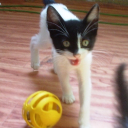 D 88d1c6dd e54f 4bcf 86e2 8ea8ad793d29