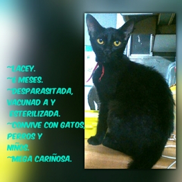 D f893c259 362a 4f22 842f 6fd219d4577d