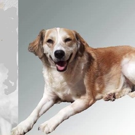 D c39694d3 c22f 4ca4 af20 1643f5240cc1