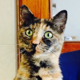 D 58c56f0a b83c 4596 a484 2baa2a33aa7f