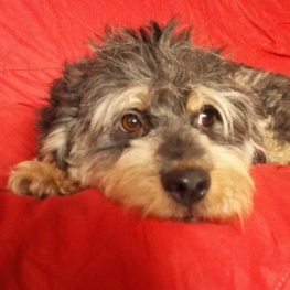 D c52c3c65 bacc 40ae 9cc3 a27e7ec9caf5