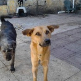 D 502954e8 6994 4744 829e 45e87ad43251