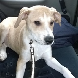 D 83f259e1 783a 41a0 986e 575c373c6ce2