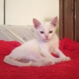 D 1a41e570 5f50 4821 bcd9 80094d34664a