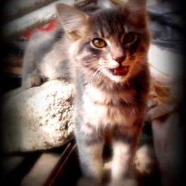 D 79b96665 28aa 432b ac82 89573fcab348