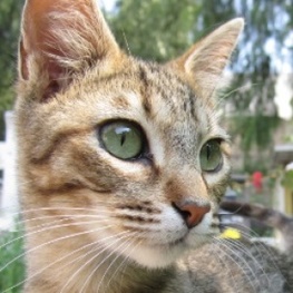 D f88bce1c b858 4a81 86c7 709eb136428a