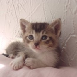 D 284aa3ce 0531 4b99 aa00 1ec6b7d9ad75