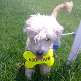 D 239c50ae c21d 4583 b5dd 44c3aaddc809