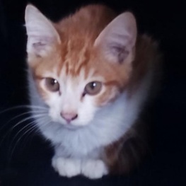 D e5beddce 907b 45e2 aca0 80703534e085