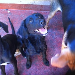 D 9d2d4deb e8de 4ca2 809c b8564c50a424