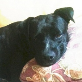 D 4af26ed1 3941 460b 9644 7a08a63c66a0