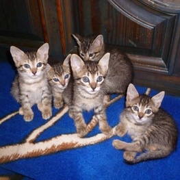 D 2e0f47df 5001 4100 999f 0b5d4c9075fb