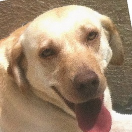 D 59d76186 9c63 4e59 8864 e3bc792b9f5c