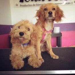 D c4da2085 d3b2 4851 8ad2 8ab107c2d41a