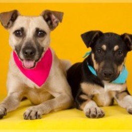 D afea1260 5101 4813 b6bb 67e11921e91f