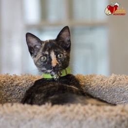 D c898b388 51bf 479e 9b4e 04ddf71165d5