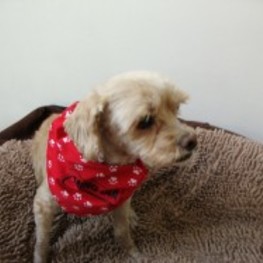 D 307261f1 1cd4 4c2a 8dbd f7b3b2ca8cbc