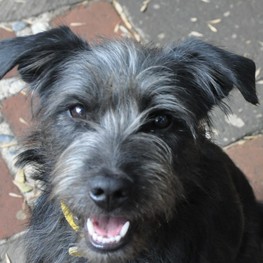 D 509a5097 88f3 4dd9 9d55 2a29fd460107