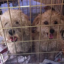 D 43594d7a a49a 434e a2a0 263de72bc31f