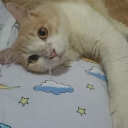 D 43932b38 fa03 484d aeb0 9bf0acfbcbee