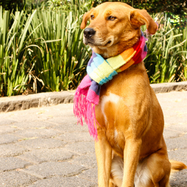 D 8952aa2a 1d0c 45b4 a706 4f871c87a34a