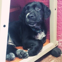 D 0c5c8b0e f2bb 45f9 bfb0 6a65c8ff2bf5