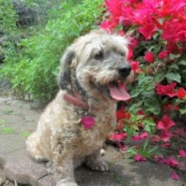 D aac5dcde 6adc 4259 908e b2dc8612acc2