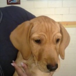 D 462dfac5 b80c 4e12 b242 657aa84d00da