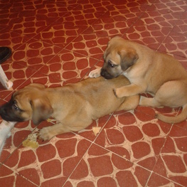 D 95a43217 8343 4393 bc99 de44c5374e27