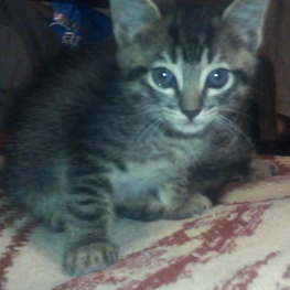 D 174b5588 73ed 44a3 b3ba bb52676c345a