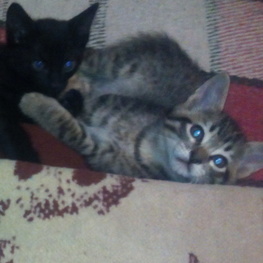 D 87b4692f a5d4 4e74 a0ec 146e6f9a14ff