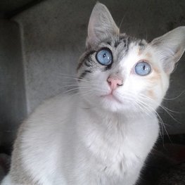 D 0377c9cf 44de 494c 94d7 ea8245082e5a