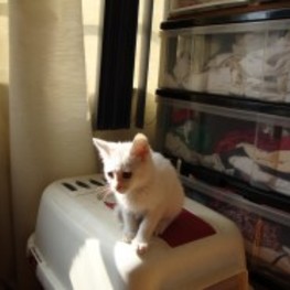 D 259be2e7 d7ac 4a14 a631 3acc76ba95f9