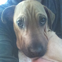 D c6e190d4 2ae4 4931 852c 348b2127d006