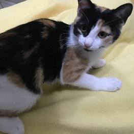 D 4a790573 2a77 452d 9bb7 dc72dbcd5133