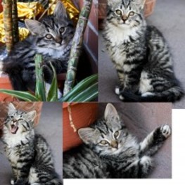 D aa3064a3 1ea4 4ab0 b668 ee847a2aad51