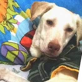 D 1a75b731 56cf 41cd b814 a779285cd3af