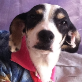 D 2c98b5c4 6c41 4d9c b917 c6e88e2fca95