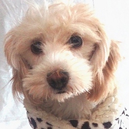 D 959c2160 abbe 4e16 89ac fb5d75c0082c