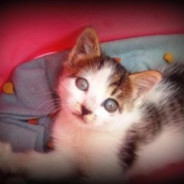 D cdd31f15 79c5 42a0 920b 50977b210e00