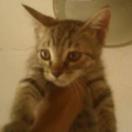 D 09ea3a4b d0b4 4d9e 9121 b56a4cd7be8b