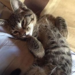 D 4ed2525d b8db 4729 9cfc 70bebac5fa34