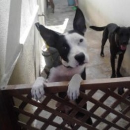 D 039131c3 4269 4173 a607 f4ce3ad4ff60