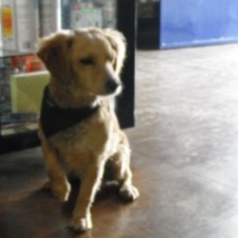 D 18239ffc d4df 4a6f b525 df727d9093c0