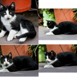 D 631c1690 c044 4c19 8211 88e5b1951fa5