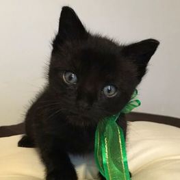 D f54b1a3a fda4 4dba a4fa fdfbf37d8322